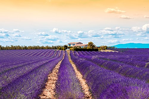 US Organic 100% Pure Lavender Essential Oil, Directly sourced from Bulgaria, USDA Certified Organic, Undiluted, for Diffuser, Humidifier, Massage, Skin, Hair Care, Non GMO, 10 ml